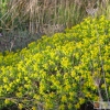 Euphorbia spinosa -- Dornige Wolfsmilch 